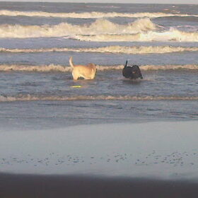 gabor en butch in de zee