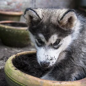 Hondenfoto van Alaska's Finest!