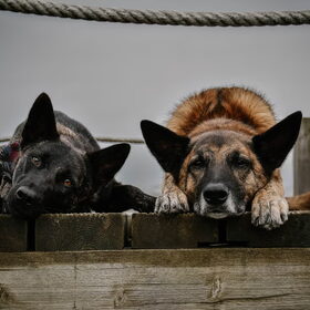 Hondenfoto van Dutchshepherdteam 
