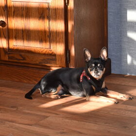 Balou is helemaal op zijn gemak in de nieuwe woning.