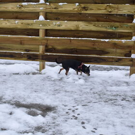 En dan valt er ook nog sneeuw wat van Balou niet had gehoeven.
