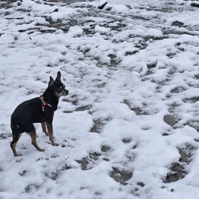 Balou in de sneeuw.