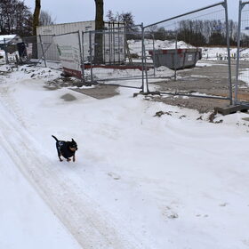 Balou vermaakt zich in de sneeuw.