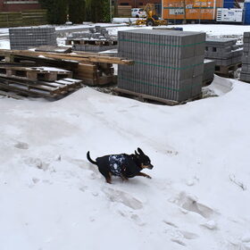 Balou ploegt door het hoge sneeuw.