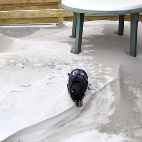 Balou op een sneeuwduin.