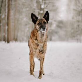 Hondenfoto van Dutchshepherdteam 