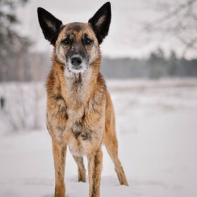 Hondenfoto van Dutchshepherdteam 