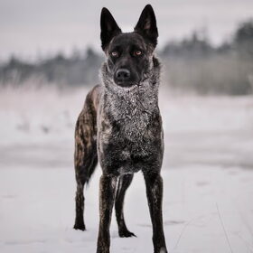 Hondenfoto van Dutchshepherdteam 