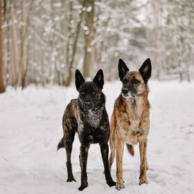 Hondenfoto van Dutchshepherdteam 