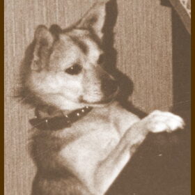 Viktor, mijn eerste hond.