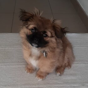 Hallo allemaal, ik ben Beau! Mijn papa is een Pekinees en mama…