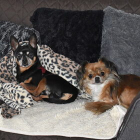 Balou en Lotus liggen voor een foto wel vaker bij elkaar maar…