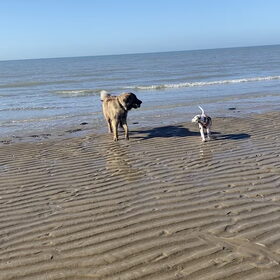 Hondenfoto van Britt, Maui & Fanu ~
