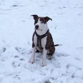 Haico in de sneeuw 8maand