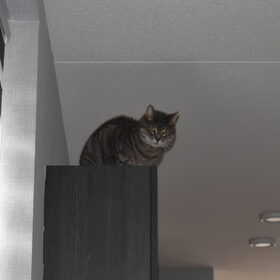 Kat Nemo zoekt het hoger op.