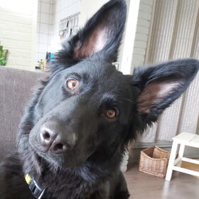 Hondenfoto van Tiamo  ^_^  Dyuna