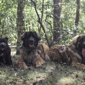 Hondenfoto van Britt, Maui & Fanu ~