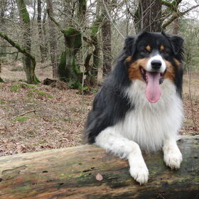 Springen is dan weer wel leuk!