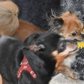 Balou probeert de bloem van Lotus af te pakken.