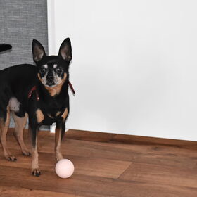 Balou heeft een nieuwe bal maar weet niet goed wat hij er mee…