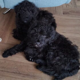 Hondenfoto van Paula, Noa*, Desi* ,Nola en Bobbi