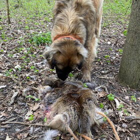 Hondenfoto van Britt, Maui & Fanu ~