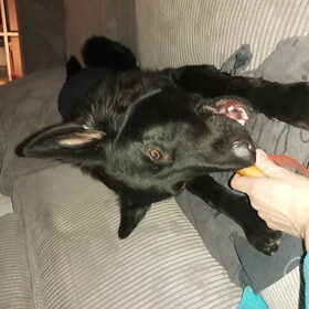 Hondenfoto van Tiamo  ^_^  Dyuna