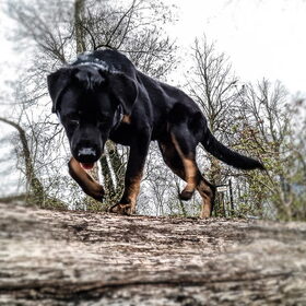 Hondenfoto van Heavenly en de hond King (En Marvey en Ginny)
