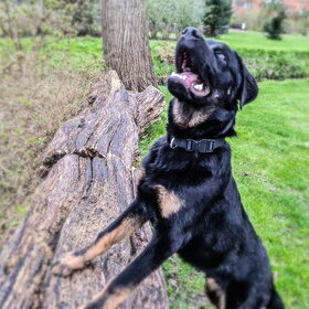 Hondenfoto van Heavenly en de hond King (En Marvey en Ginny)