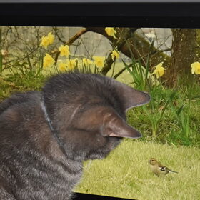 Vogeltje kijken.