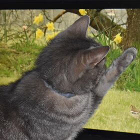 Katten tv.