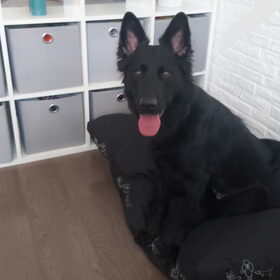 Hondenfoto van Tiamo  ^_^  Dyuna