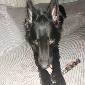 Hondenfoto van Tiamo  ^_^  Dyuna