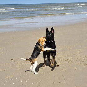 Hondenfoto van Heavenly en de hond King (En Marvey en Ginny)