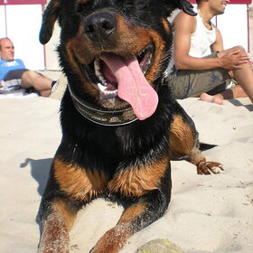 Hondenfoto van Ingrid