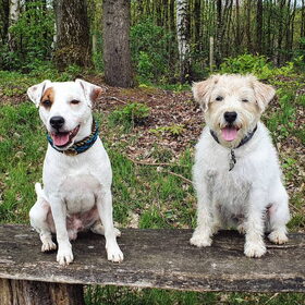 Hondenfoto van Fudge, Chunky, Maylo † & Ziko † en baasje Laura 