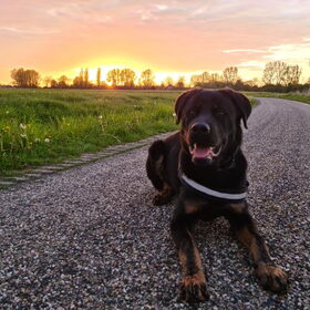 Hondenfoto van Heavenly en de hond King (En Marvey en Ginny)