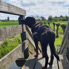 Hondenfoto van Heavenly en de hond King (En Marvey en Ginny)