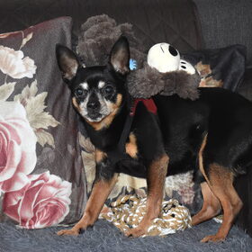 Balou 9 jaar !!