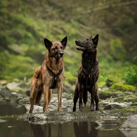 Hondenfoto van Dutchshepherdteam 