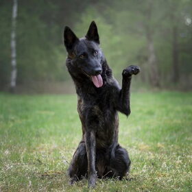 Hondenfoto van Dutchshepherdteam 