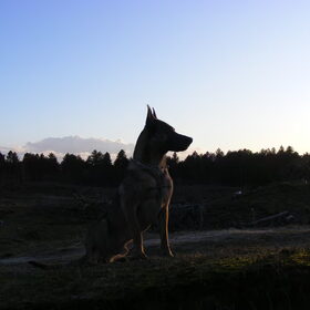 Hondenfoto van Bert & Gemma
