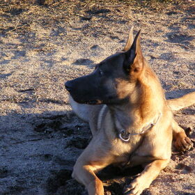 Hondenfoto van Bert & Gemma