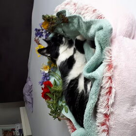 Hondenfoto van Thara 