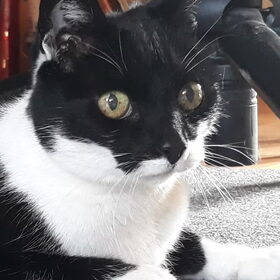 Hondenfoto van Thara 