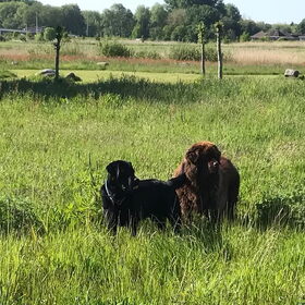Hondenfoto van Willemijn - baasje van Vika .           Bams  en Ogin   ¥ .