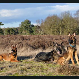 Hondenfoto van De Mecheltjes clan