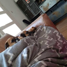 Hondenfoto van Nori met Chewy, Ayla, Leiah & Mace