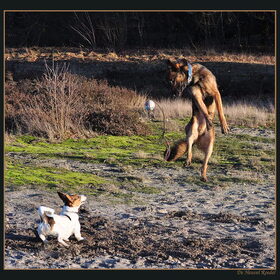 Hondenfoto van De Mecheltjes clan
