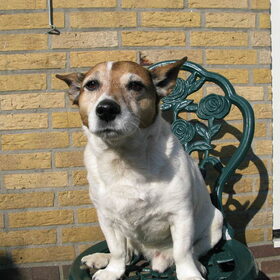 Hondenfoto van Thara 
